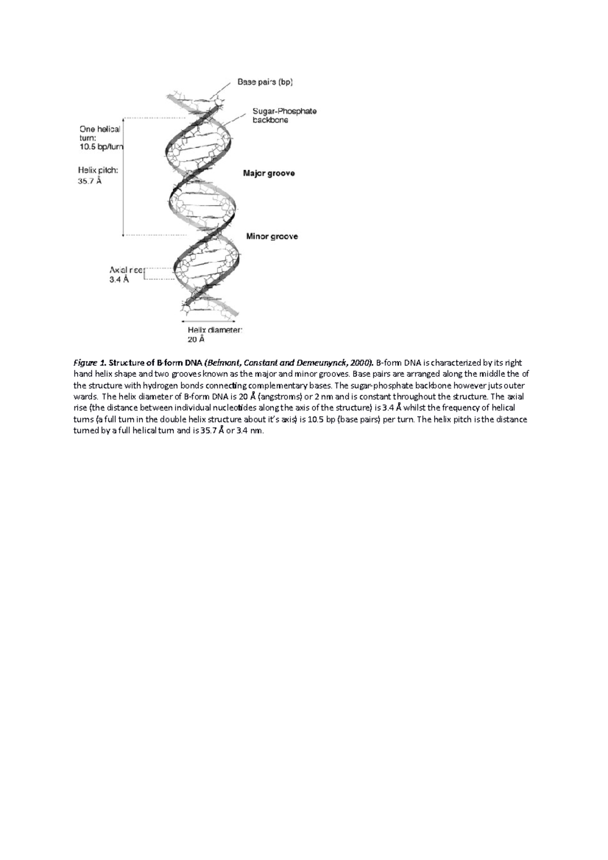 Figure 1-BS1030 - Lecture Notes 1-4 - Figure 1. Structure Of B-form DNA ...