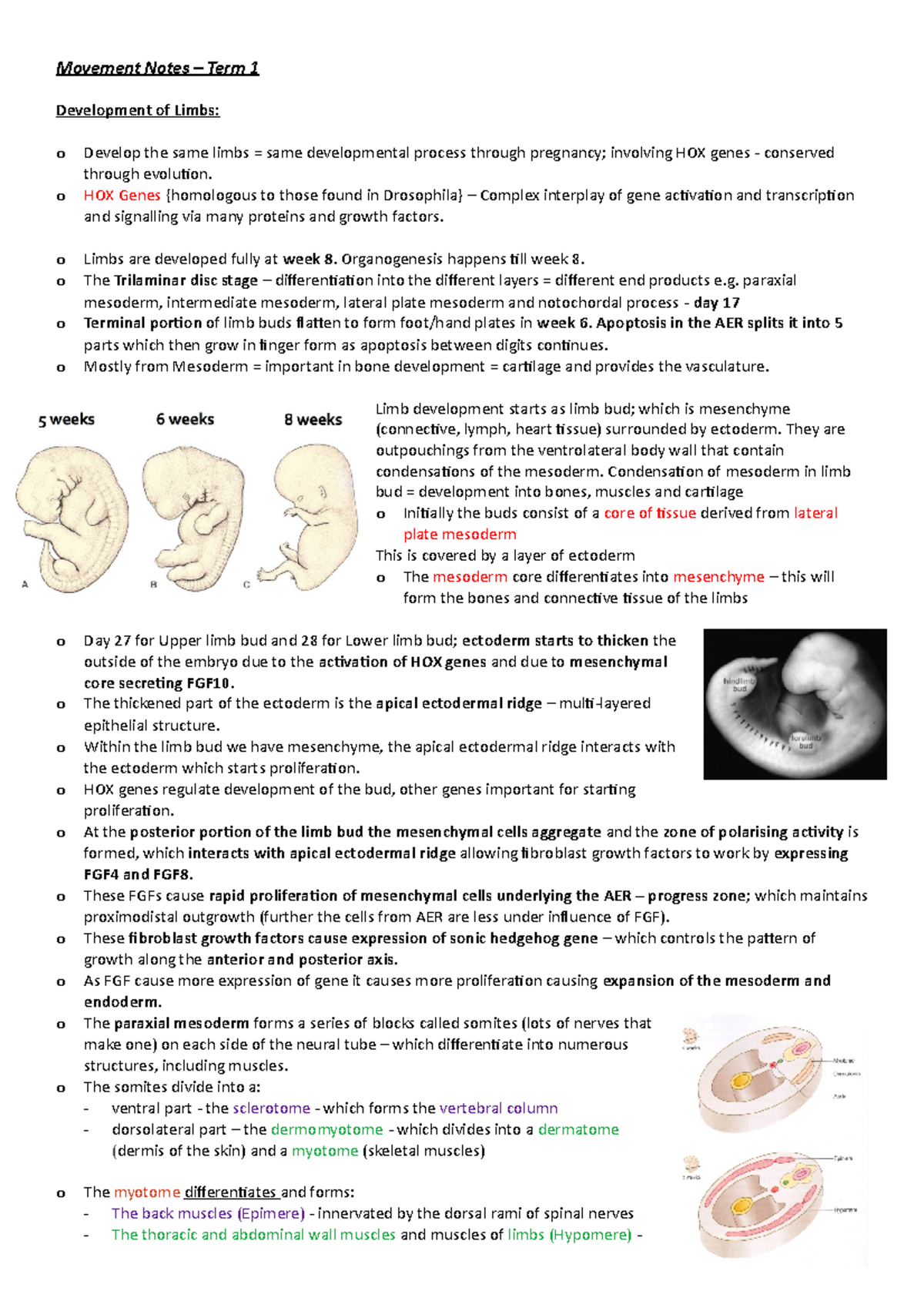 Upper Limb Lecture Notes - Movement Notes – Term 1 Development of Limbs ...