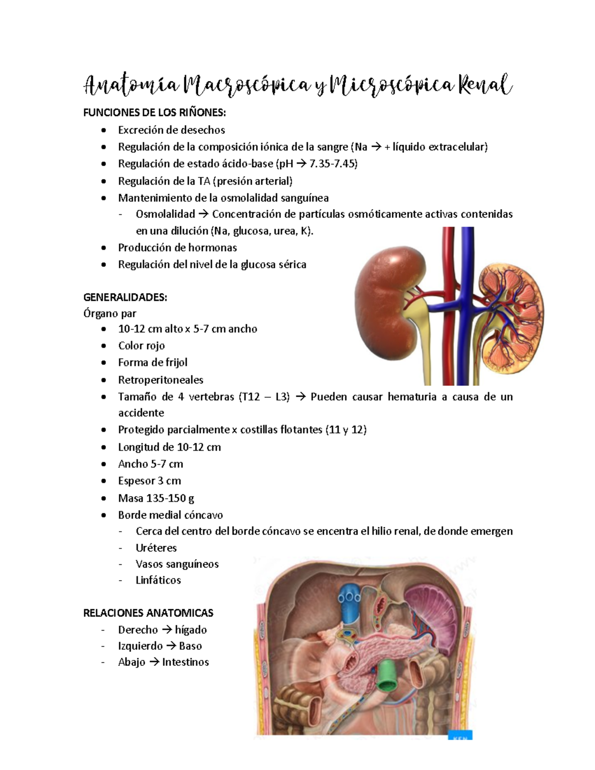 Notas Completas Resumidas Morfofisiologia Renal - Anatomía Macroscópica ...