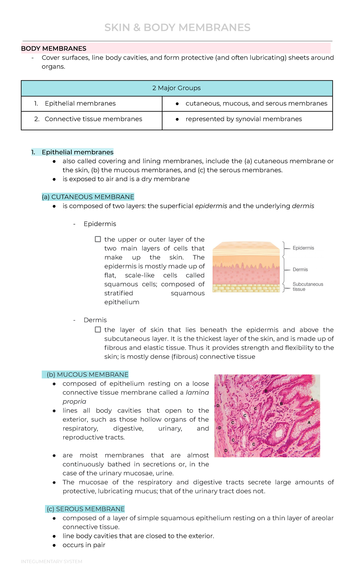 integumentary-system-skin-body-membranes-body-membranes-cover