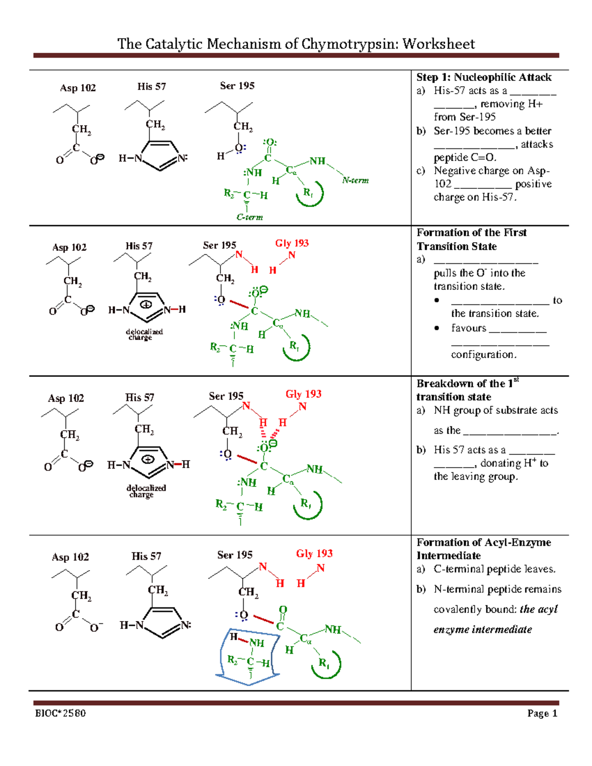 Chymotrypsin worksheet-new II - The Catalytic Mechanism of Chymotrypsin ...