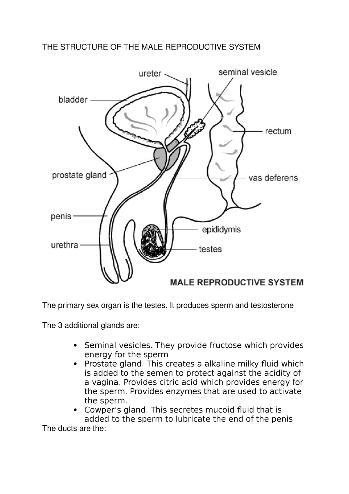 Grade 12 Ieb Life Sciences Notes Reproductive Systems The Structure Of The Male Reproductive 5308