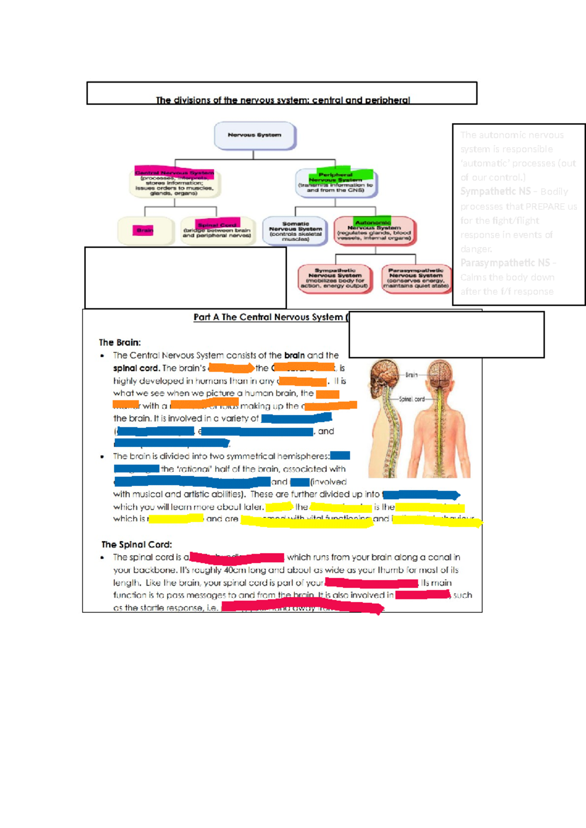 Biopsych - notes - The autonomic nervous system is responsible ...
