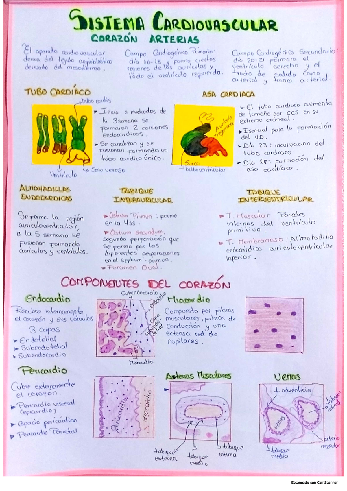 Infografia 10 - Mmm - SISTEMA CARDIOVAS CULAR CORAZON ARTERIAS El ...