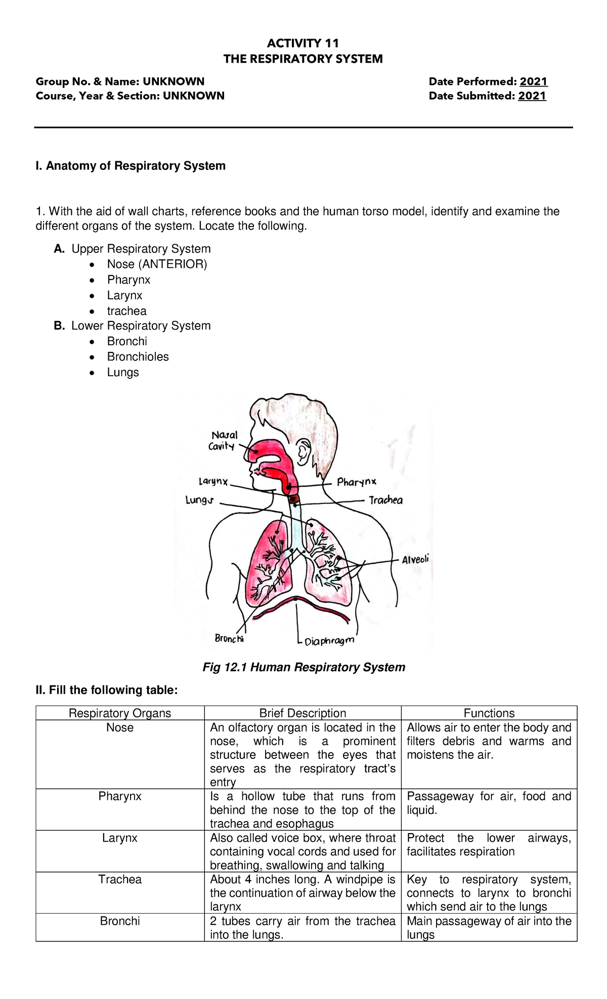 Anaphy Lab Activity 11 - Worksheet about the Respiratory System ...