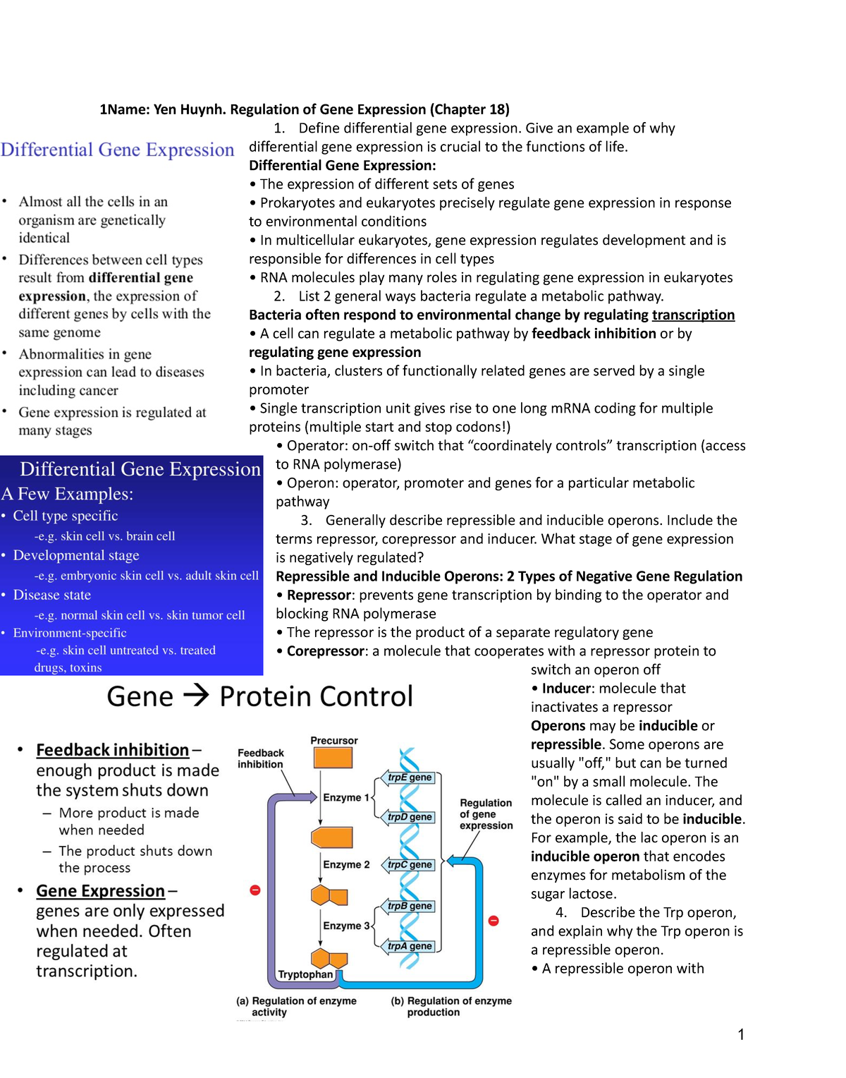 (Chapter 18) Regulation Of Gene Expression - 1Name: Yen Huynh ...