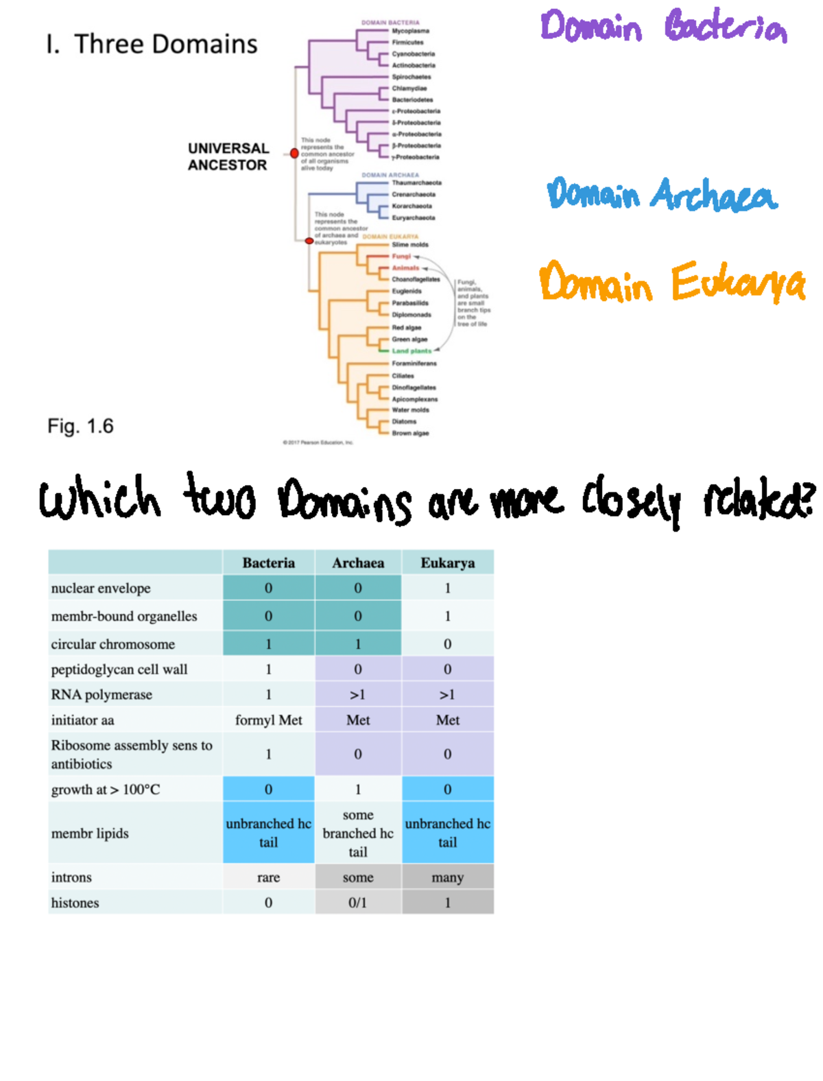 Chapter 26-30 Biodiversity - Domain Bacteria Domain Archaea Domain ...