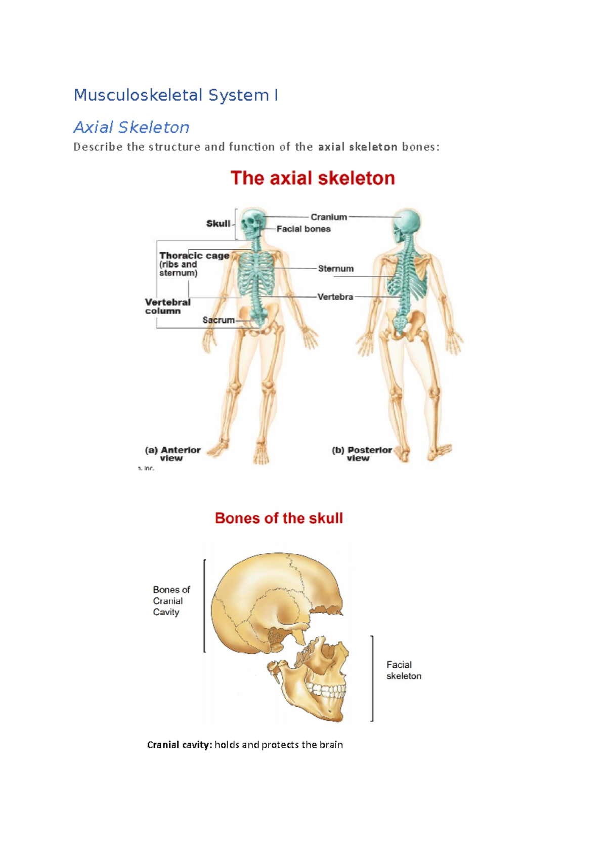 ANAT2111 - T1 2020 lecture notes - Musculoskeletal System I Axial ...