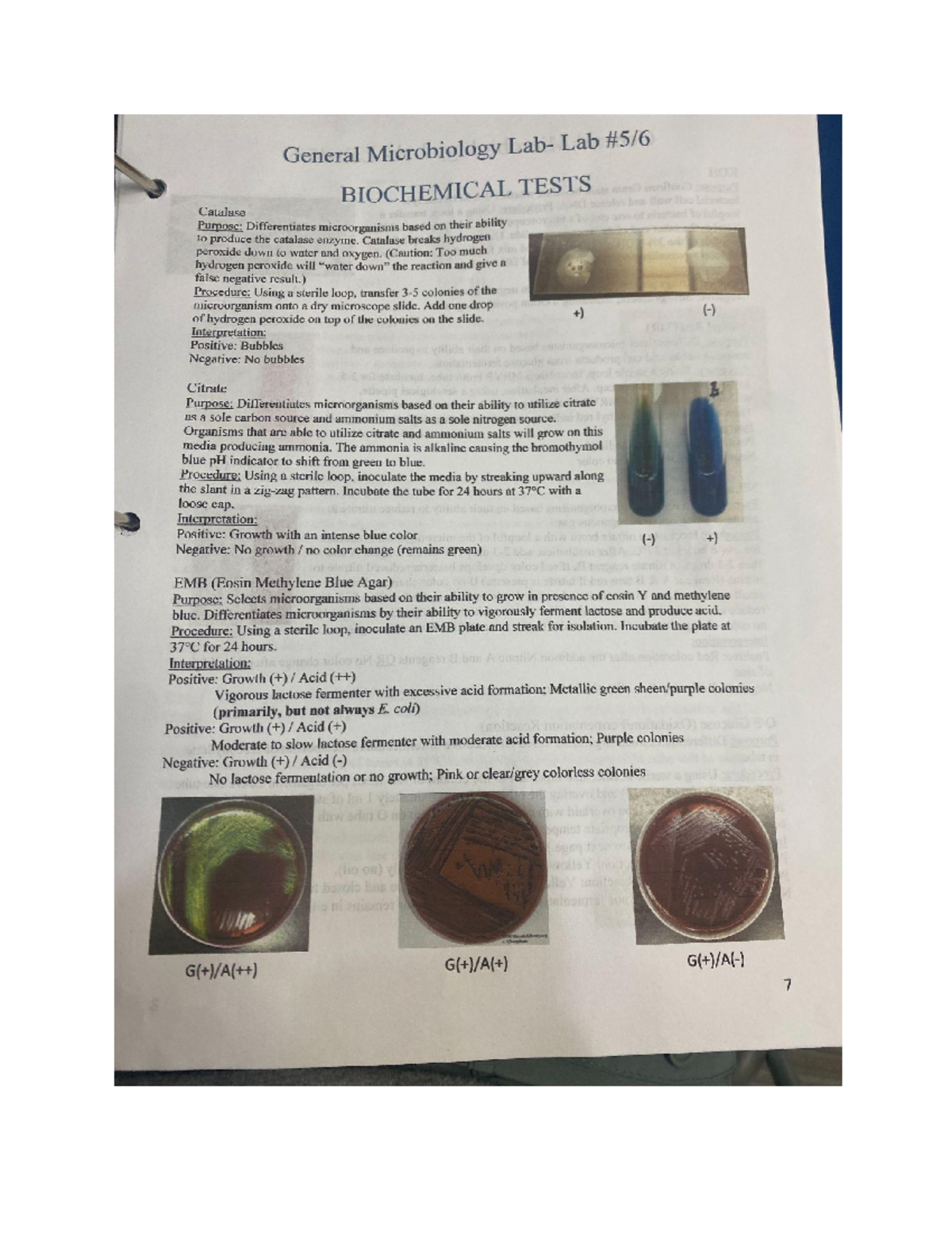 Biol 3201 Final Exam Summary General Microbiology Biol 3200 Studocu Biol 3201 Final Exam Summary General Microbiology Biol 3200 Studocu