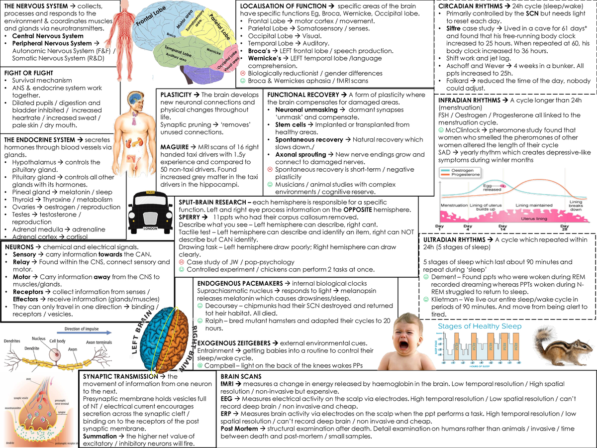 Biopsych knowledge organiser - THE NERVOUS SYSTEM → collects, processes ...