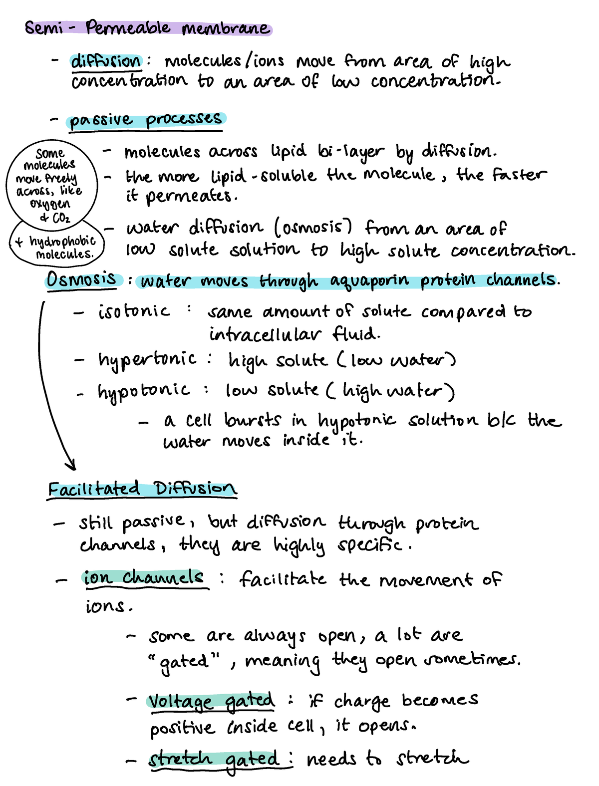 Week 2 - Launchpad Notes (Thursday) - Cell Membrane Movement - Semi ...