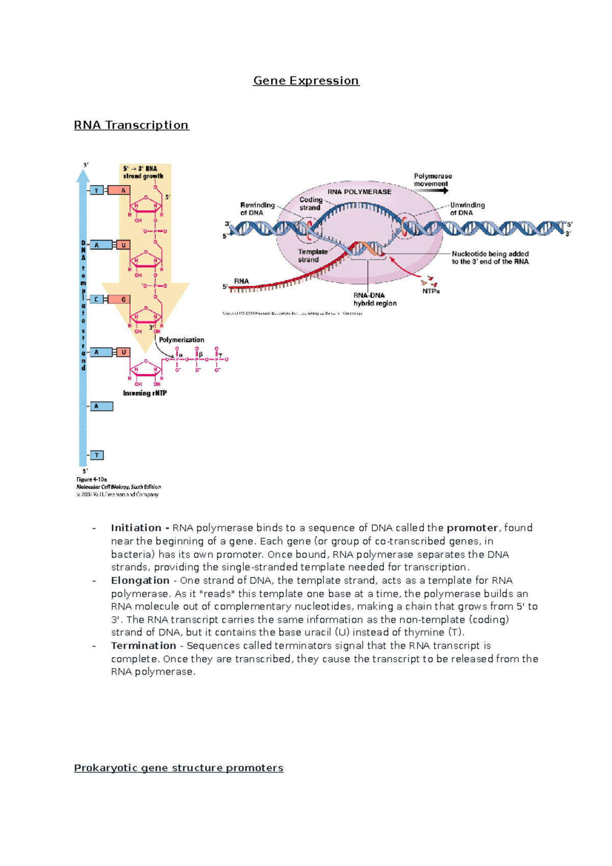 Gene Expression Notes Gene Expression RNA Transcription Initiation