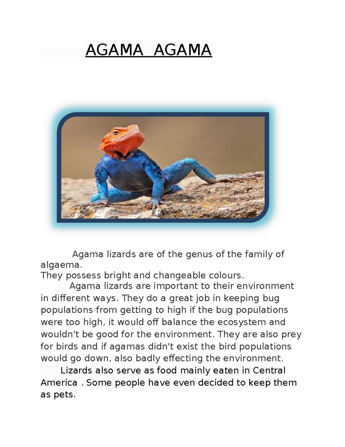Michelle's Biolgy assignment - AGAMA AGAMA Agama lizards are of the ...