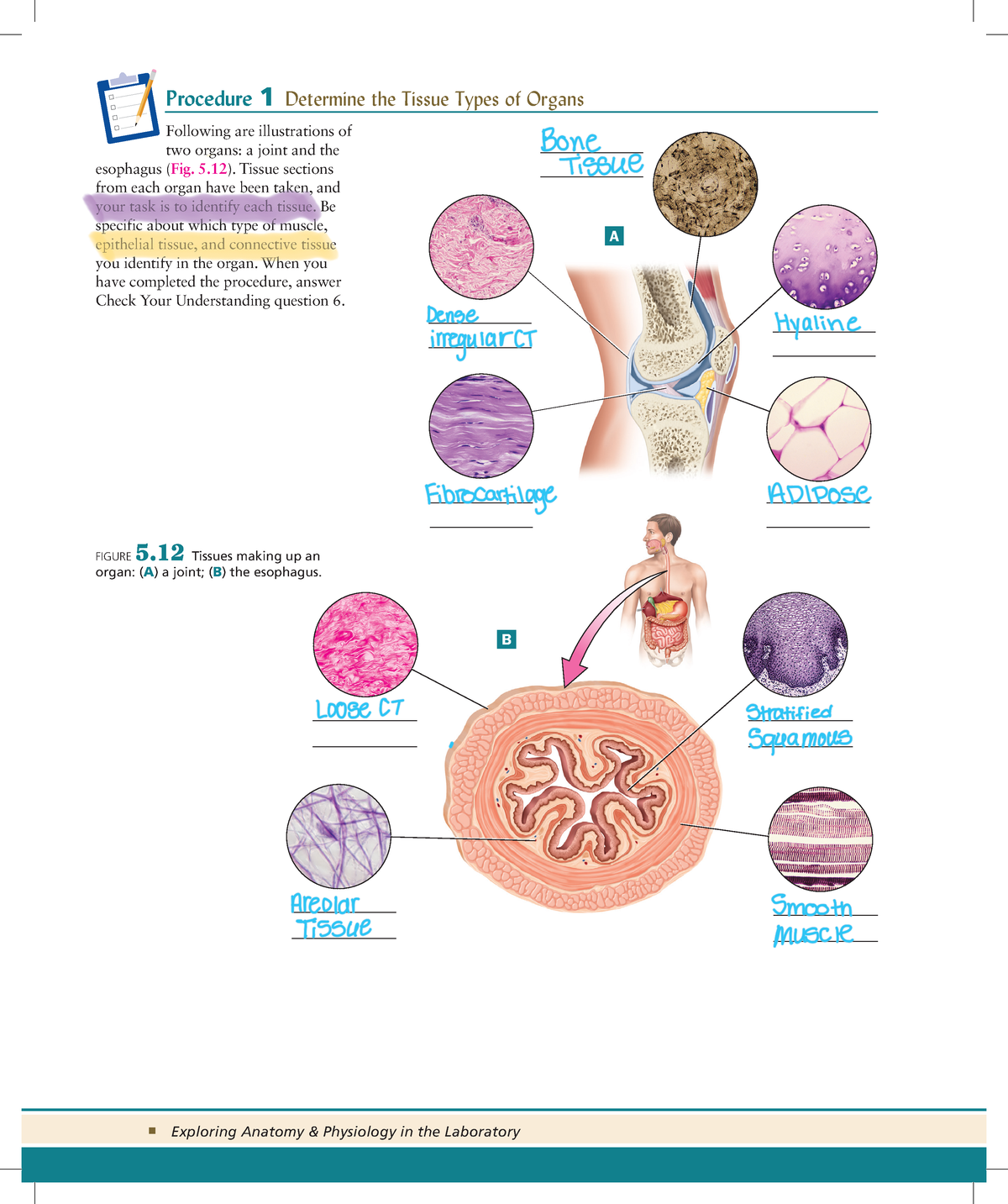 Unit 5 Exercise 5 5 Procedure 1 Procedure 1 Determine The Tissue Types Of Organs Following Are