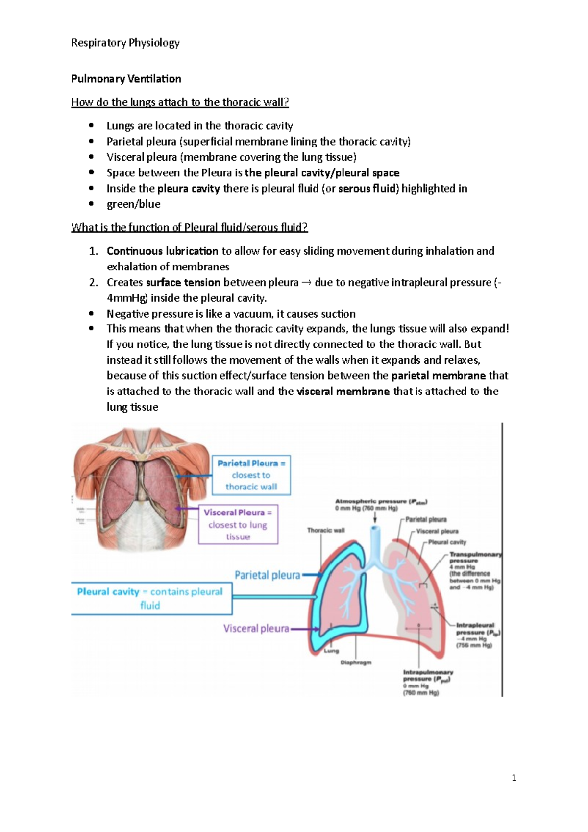 Respiratory Physiology Notes - Pulmonary Ventilation How do the lungs ...