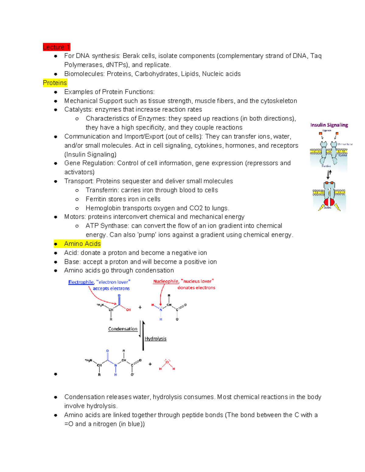 BCMB Notes - Lecture 1 For DNA Synthesis: Berak Cells, Isolate ...