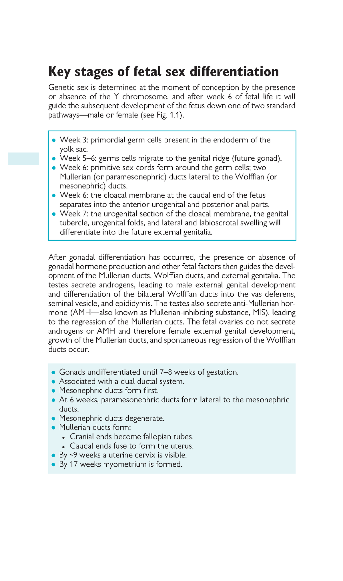 Rmfp1 4 Chapter 1 Sexual Differentiation Key Stages Of Fetal Sex Differentiation Genetic Sex 8768