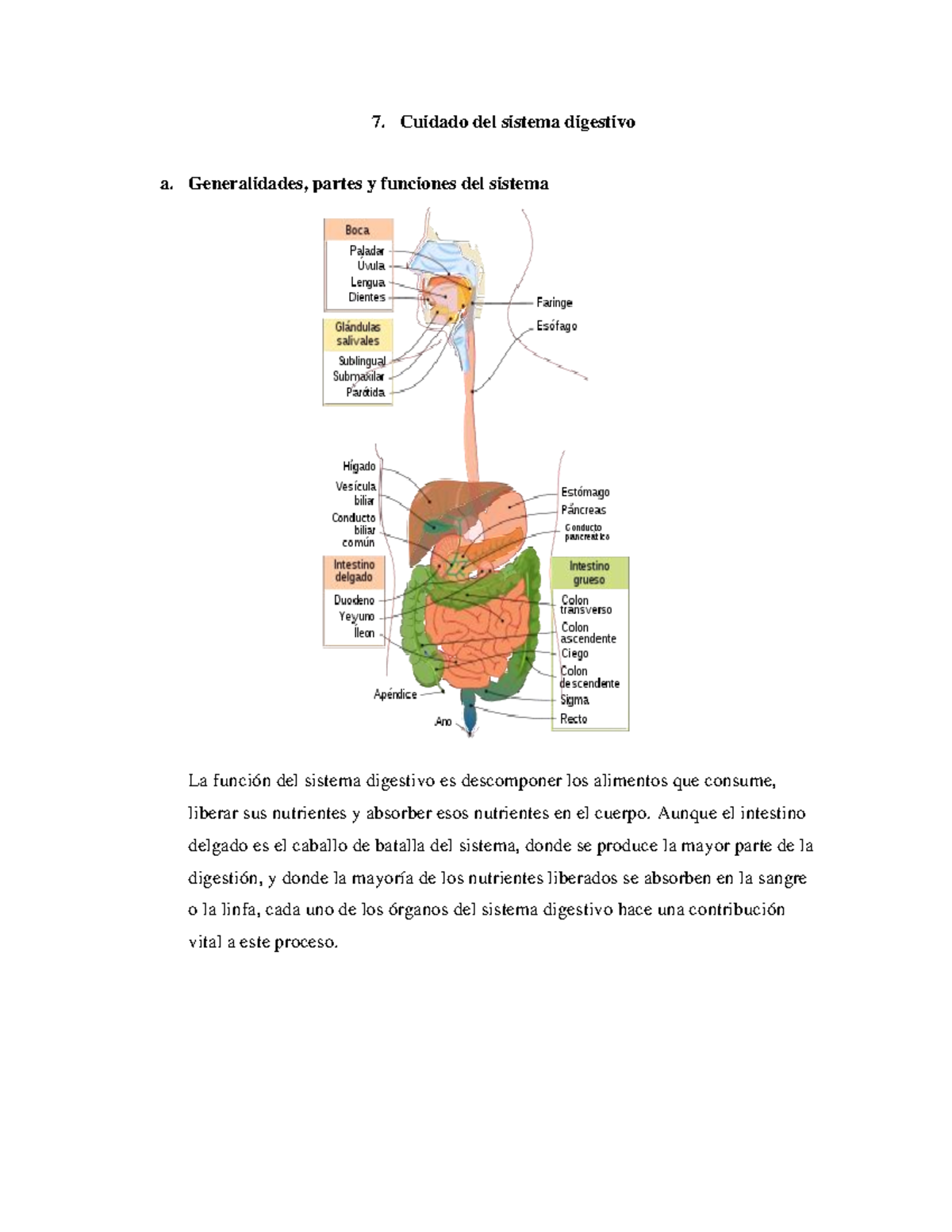 Cuidado Del Sistema Digestivo 7 Cuidado Del Sistema Digestivo A Generalidades Partes Y 1426