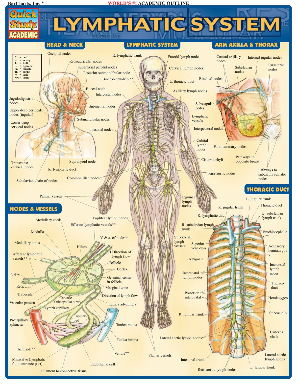 bar-charts-quick-study-lymphatic-system-barcharts-inc-world-s