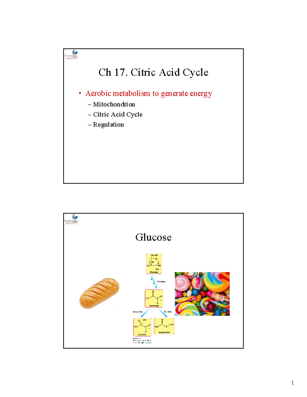 Citric Acid Cycle Aerobic Metabolism