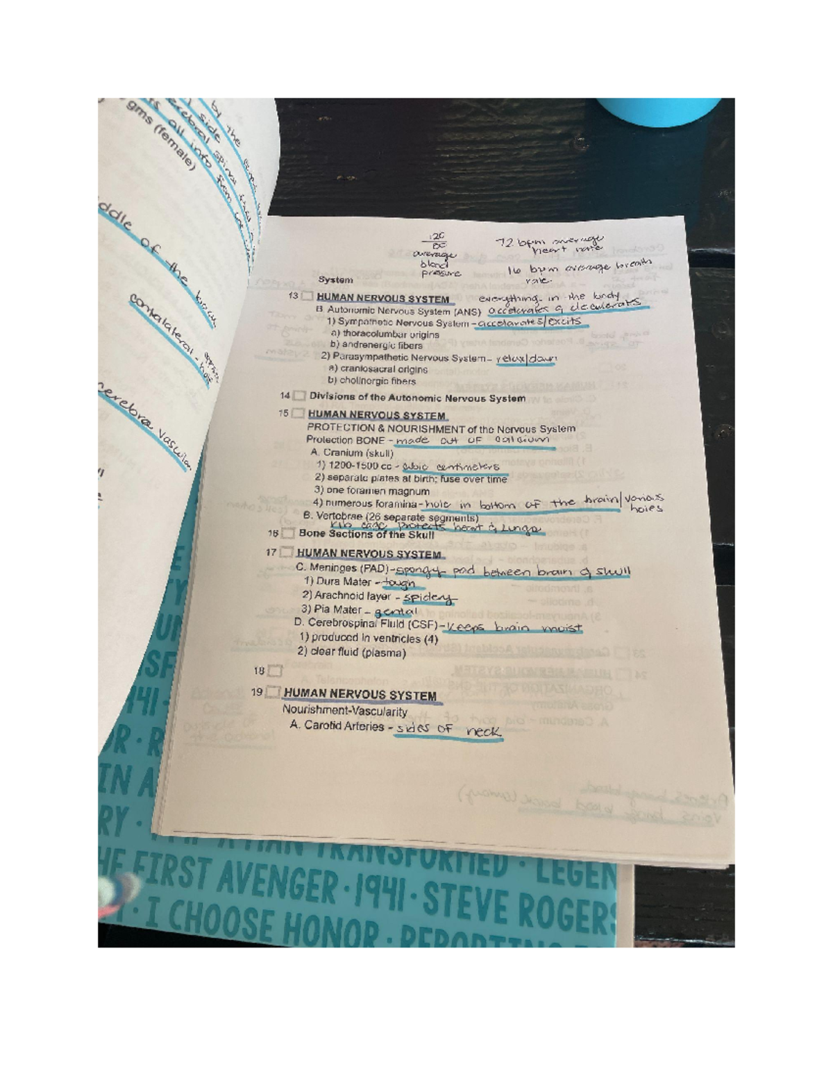 Untitled document - The Human Nervous system - 390 PSY - Studocu