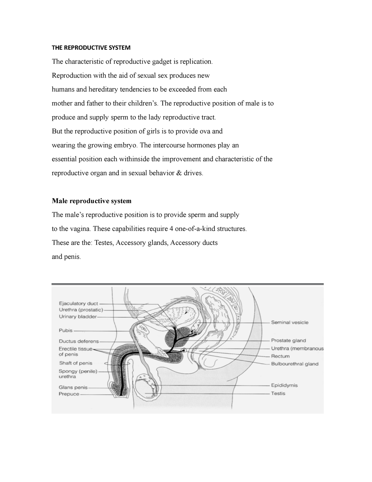 THE Reproductive System - BIOL - 16 - MC - Studocu