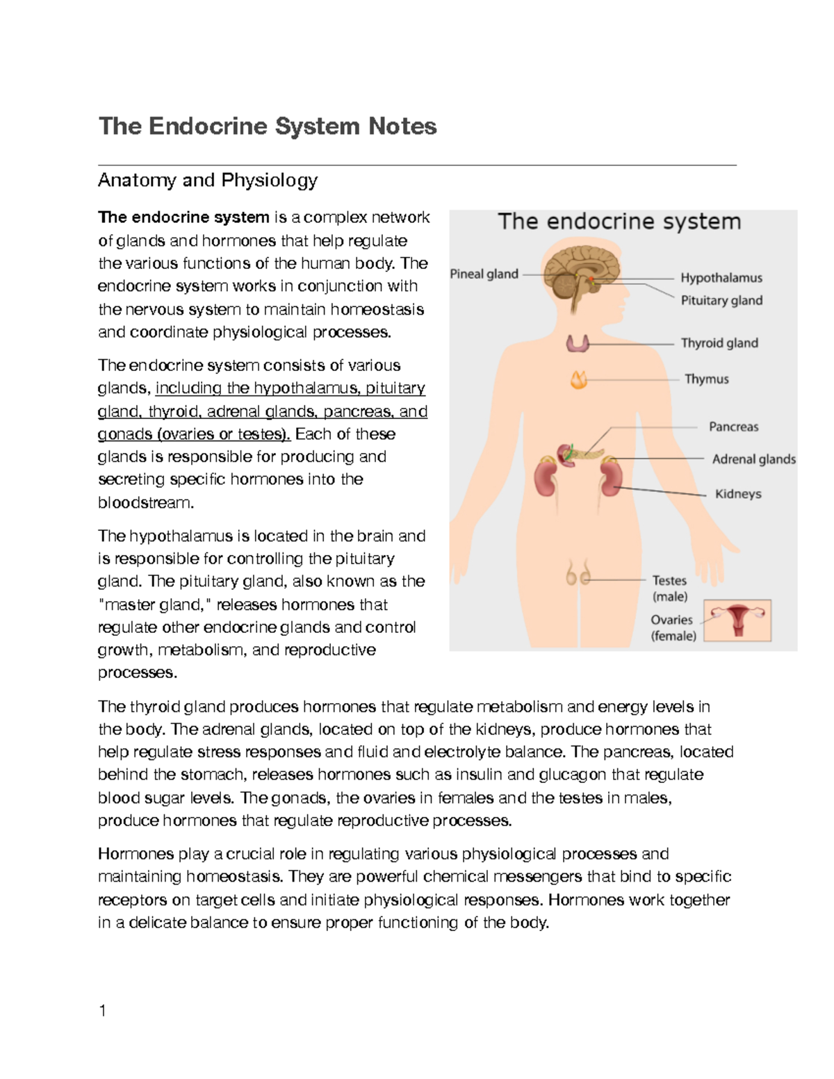 ANATOMY AND PHYSIOLOGY ENDOCRINE SYSTEM LECTURE visual data 3