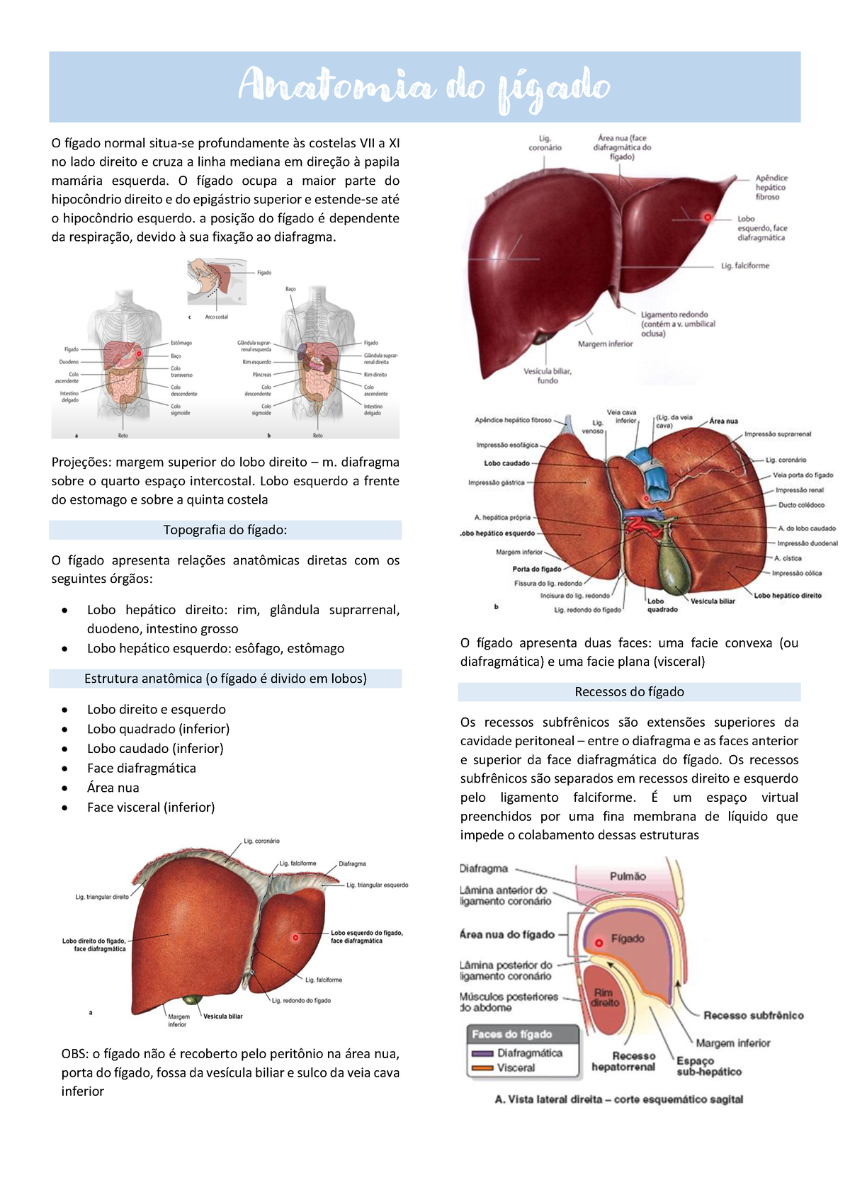 Anatomia Aplicada Do Fígado Anatomia Do Fígado O Fígado Normal Situa