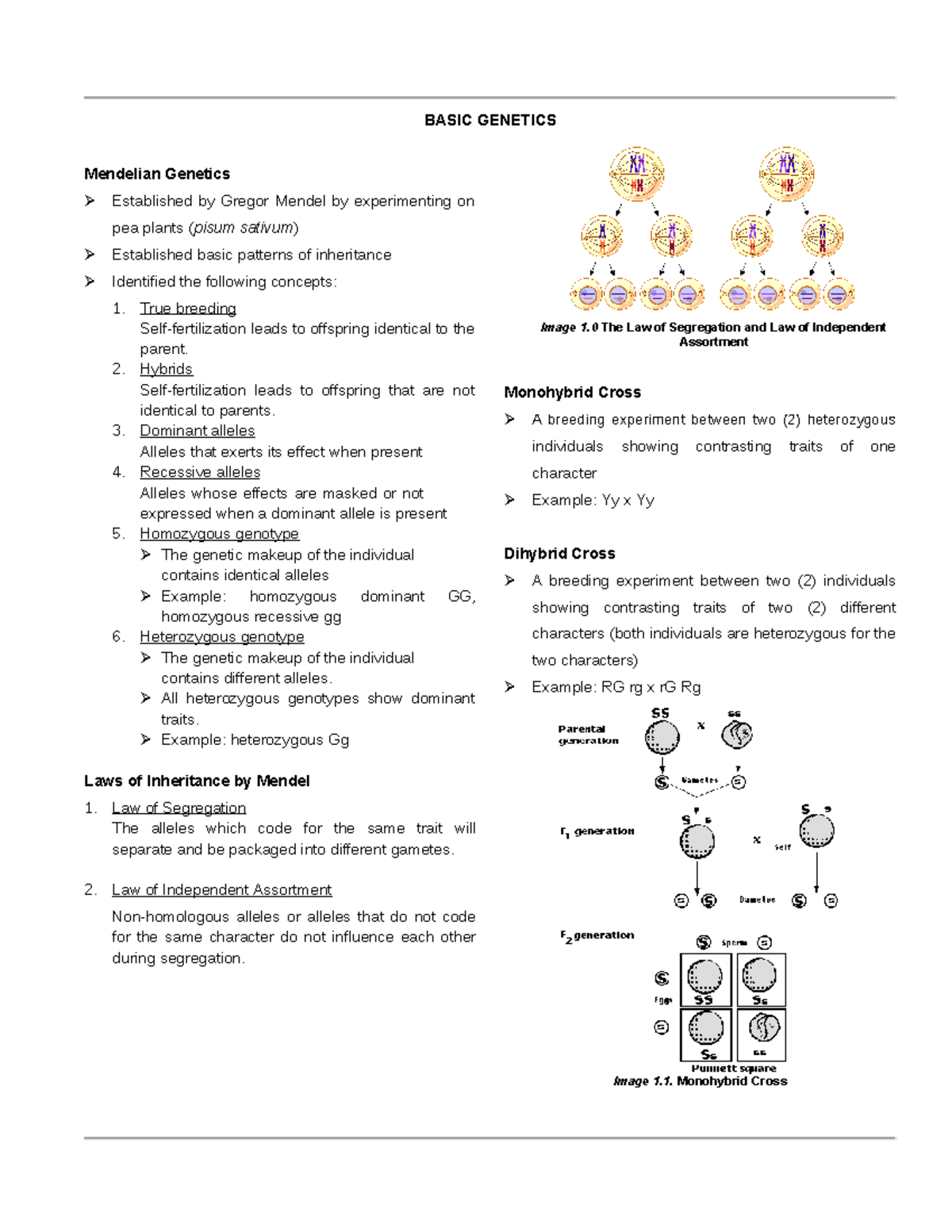 Basic Genetics - BASIC GENETICS Mendelian Genetics Established by ...