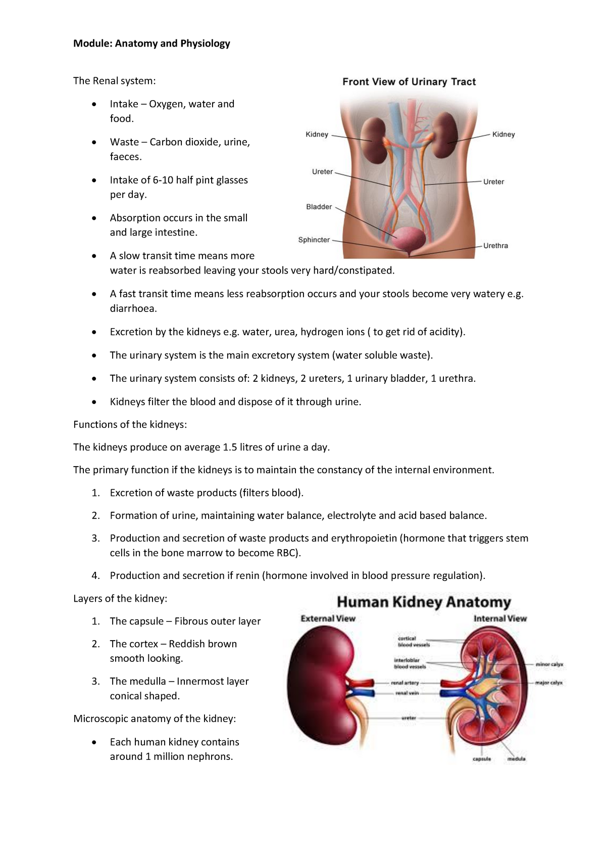 Anatomy And Physiology - The Renal System - The Renal System: - Intake 