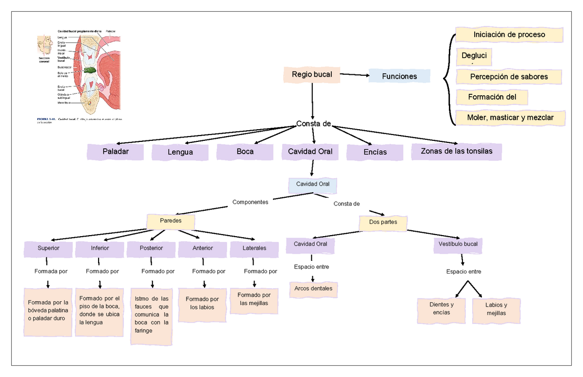 Cavidad Bucal Mapa Conceptual Pics Nietma Porn Sex Picture