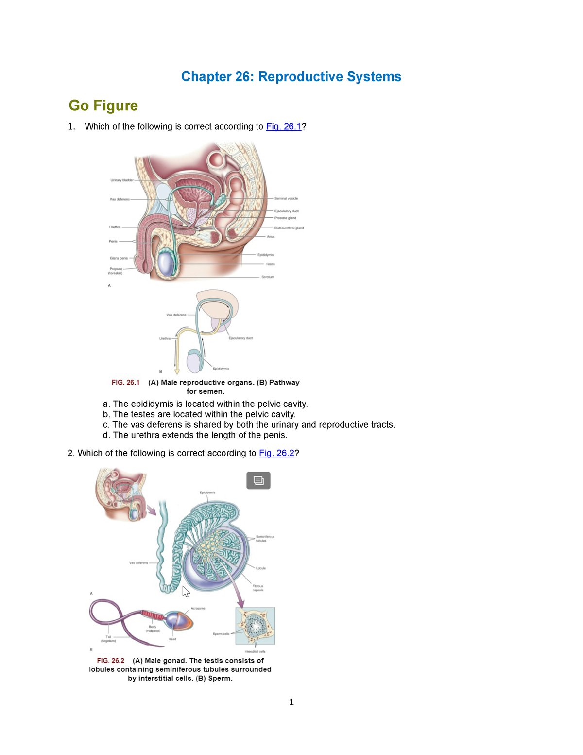 assignment for reproductive system