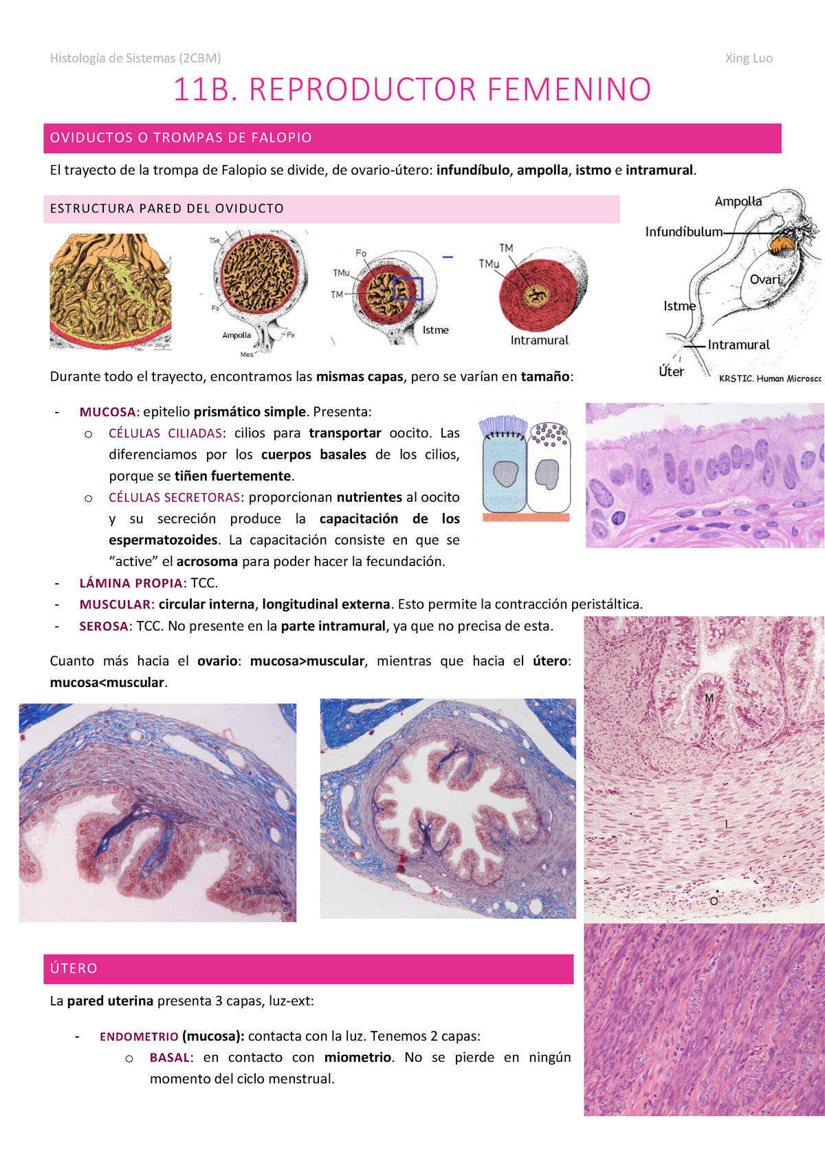 histología de la fase menstrual del útero