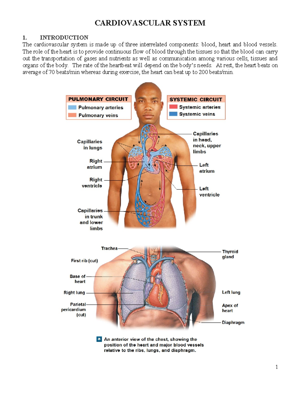 Cardiovascular System Lecture 1 - CARDIOVASCULAR SYSTEM 1. INTRODUCTION ...
