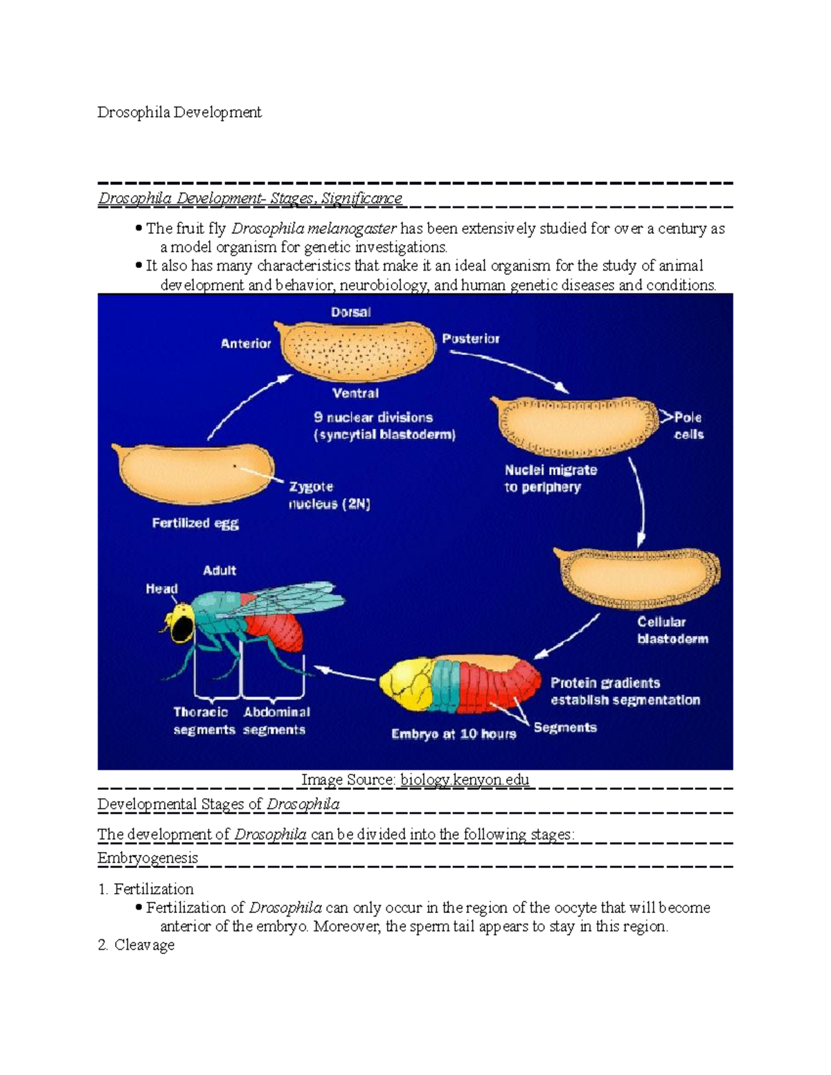 Drosophila Development - Drosophila Development Drosophila Development ...