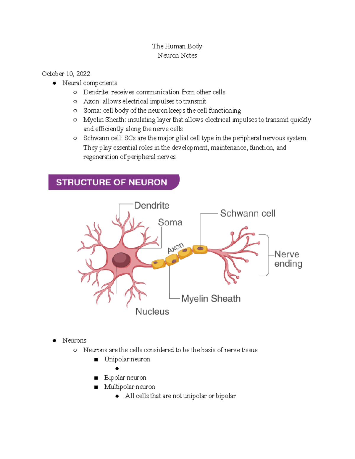 Neuron Outline - The Human Body Neuron Notes October 10, 2022 Neural ...