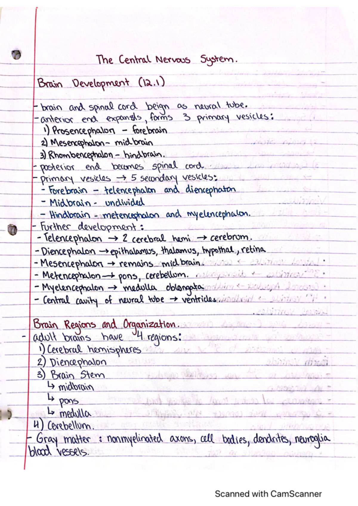 CNS notes - The Central Nervous System. Brain Development (12) brain ...