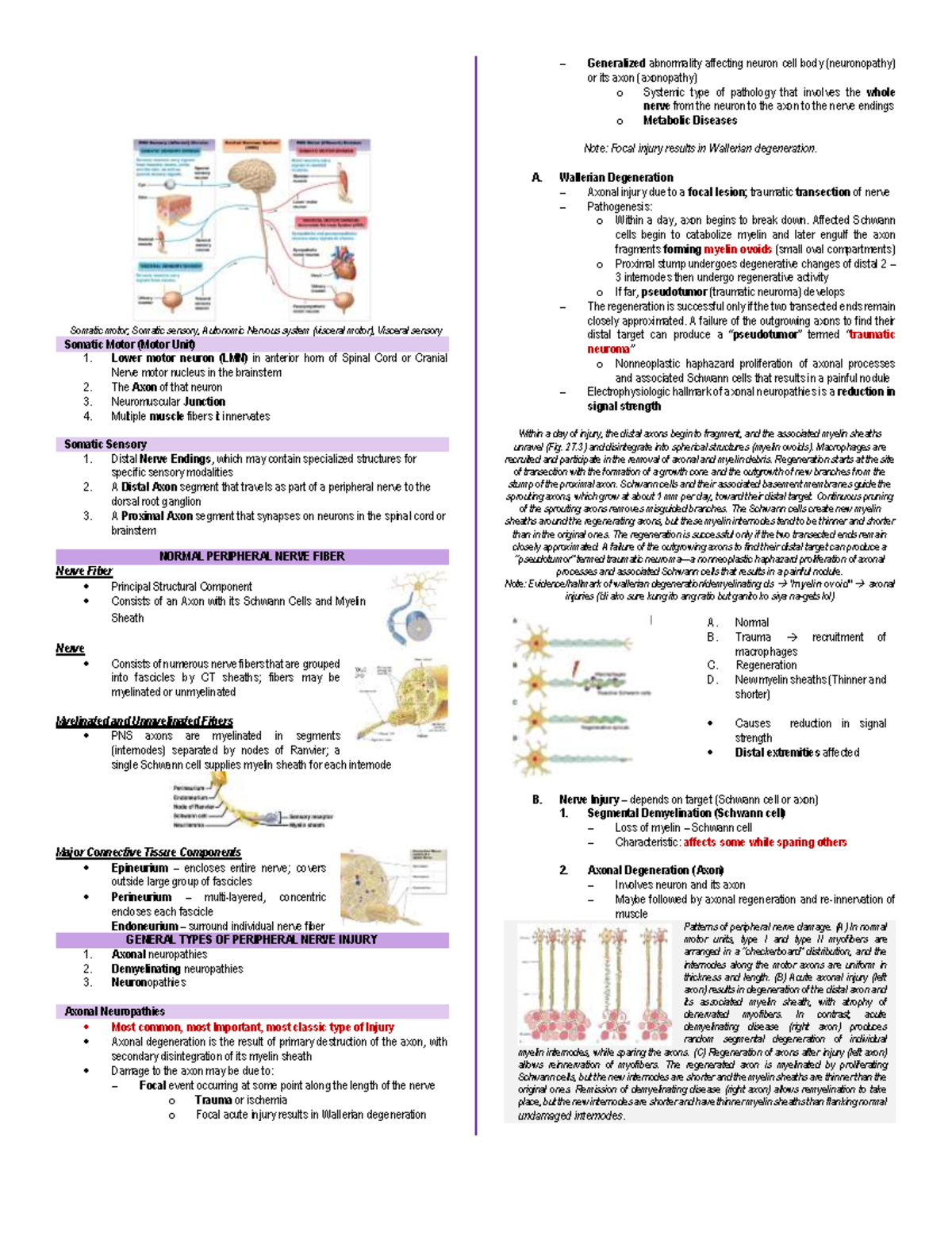 Peripheral Nervous System - PATHOLOGY B: PERIPHERAL NERVOUS SYSTEM AND ...