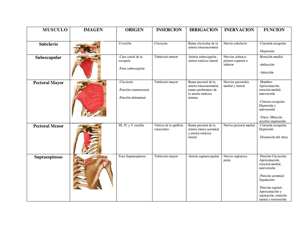 Musculos Miembros Superiores Musculo Imagen Origen Insercion Irrigacion Inervacion Funcion 9095