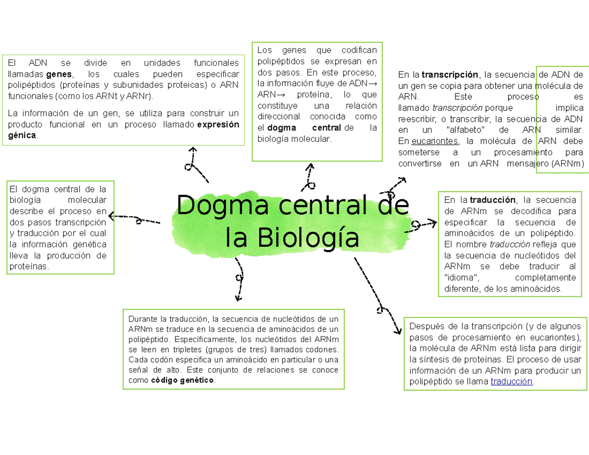 Dogma Central de la Biología Molecular En la transcripción , la secuencia de ADN de un gen se Dogma Central de la Biología Molecular En la transcripción , la secuencia de ADN de un gen se