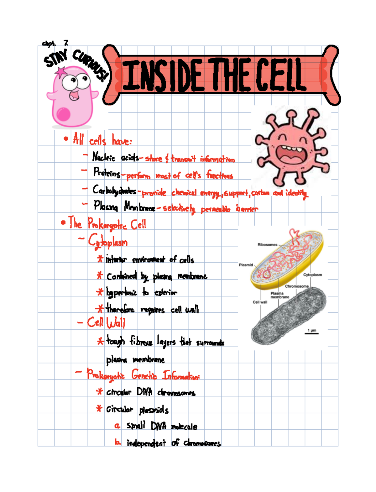 Chpt. 7 Inside the Cell Organelles in cells chpt 7 EINSIDE THE CELL