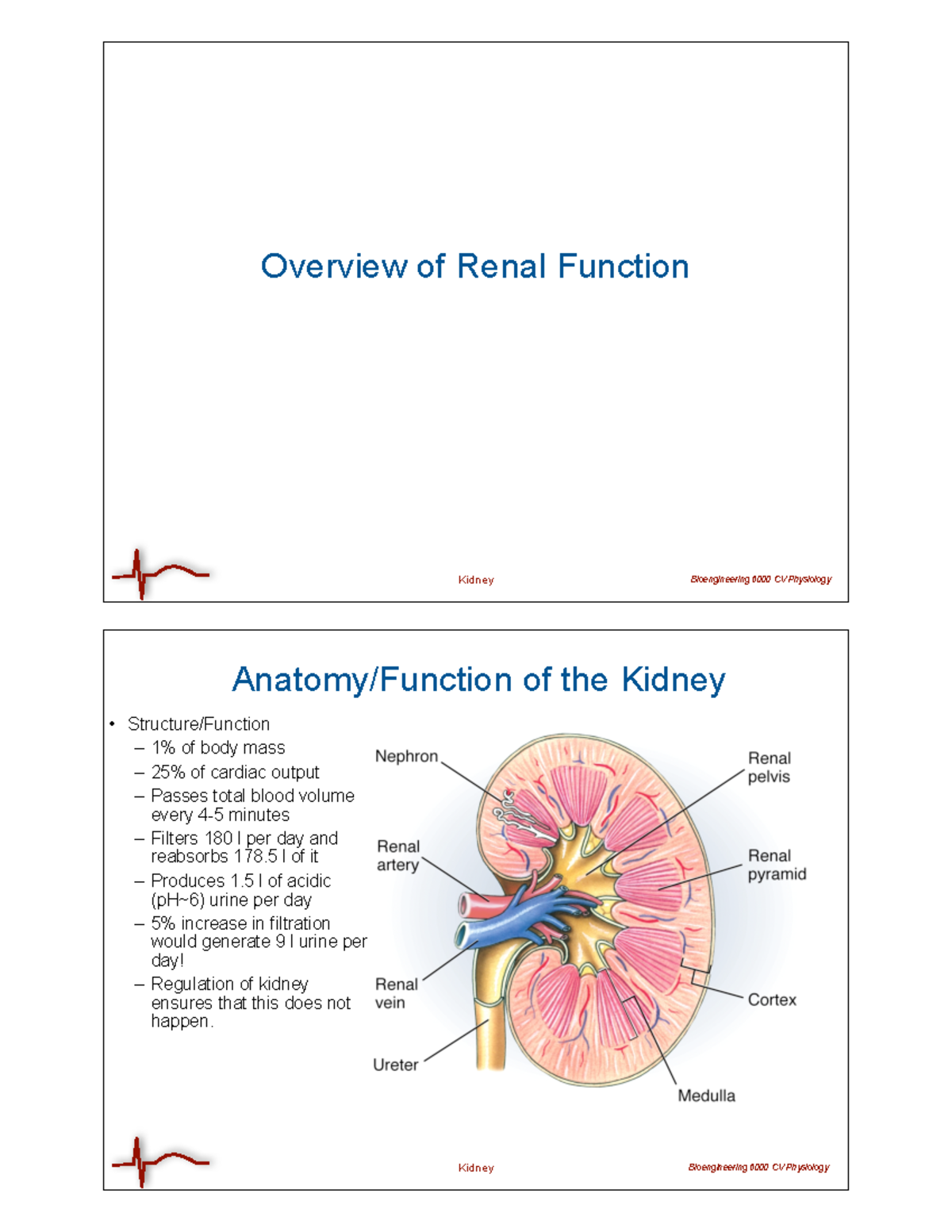 L18kidney short note Kidney Bioengineering 6000 CV Physiology