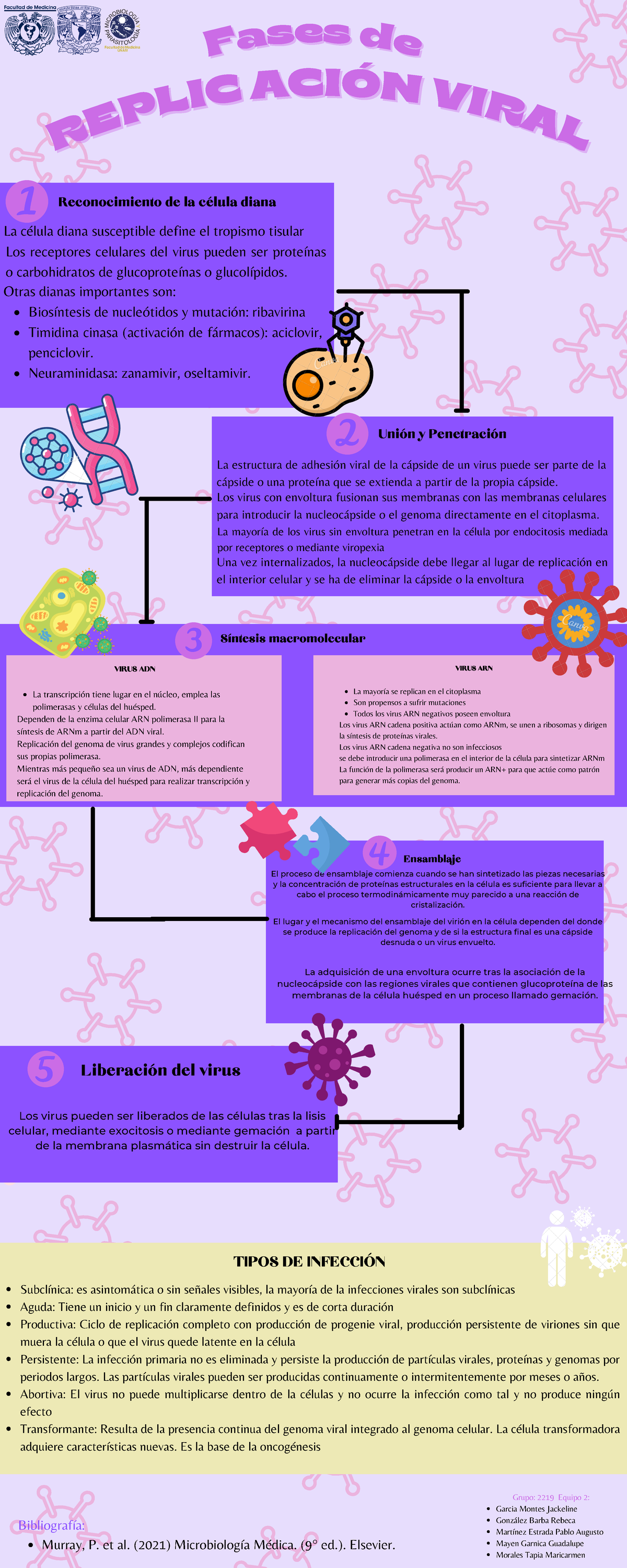 Replicación viral - uoyui - F as es d Fa e ses de R E P L IC ACIÓN V IR ...