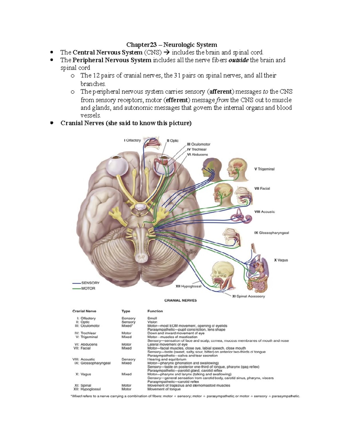 Chapter 23 Neuro - CH 23 - Chapter23 – Neurologic System The Central ...