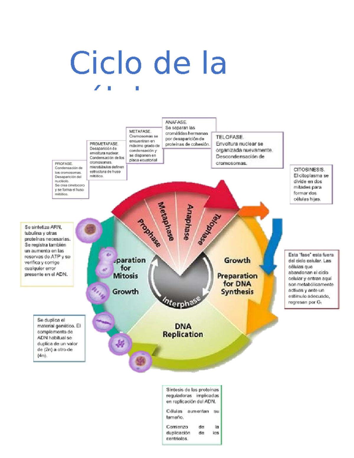 Célula ciclo - Nutrición - Ciclo de la célula - Studocu