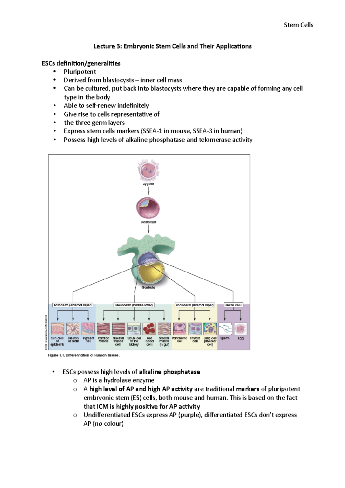 Stem Cells L3 - Lecture notes 3 - Lecture 3: Embryonic Stem Cells and ...