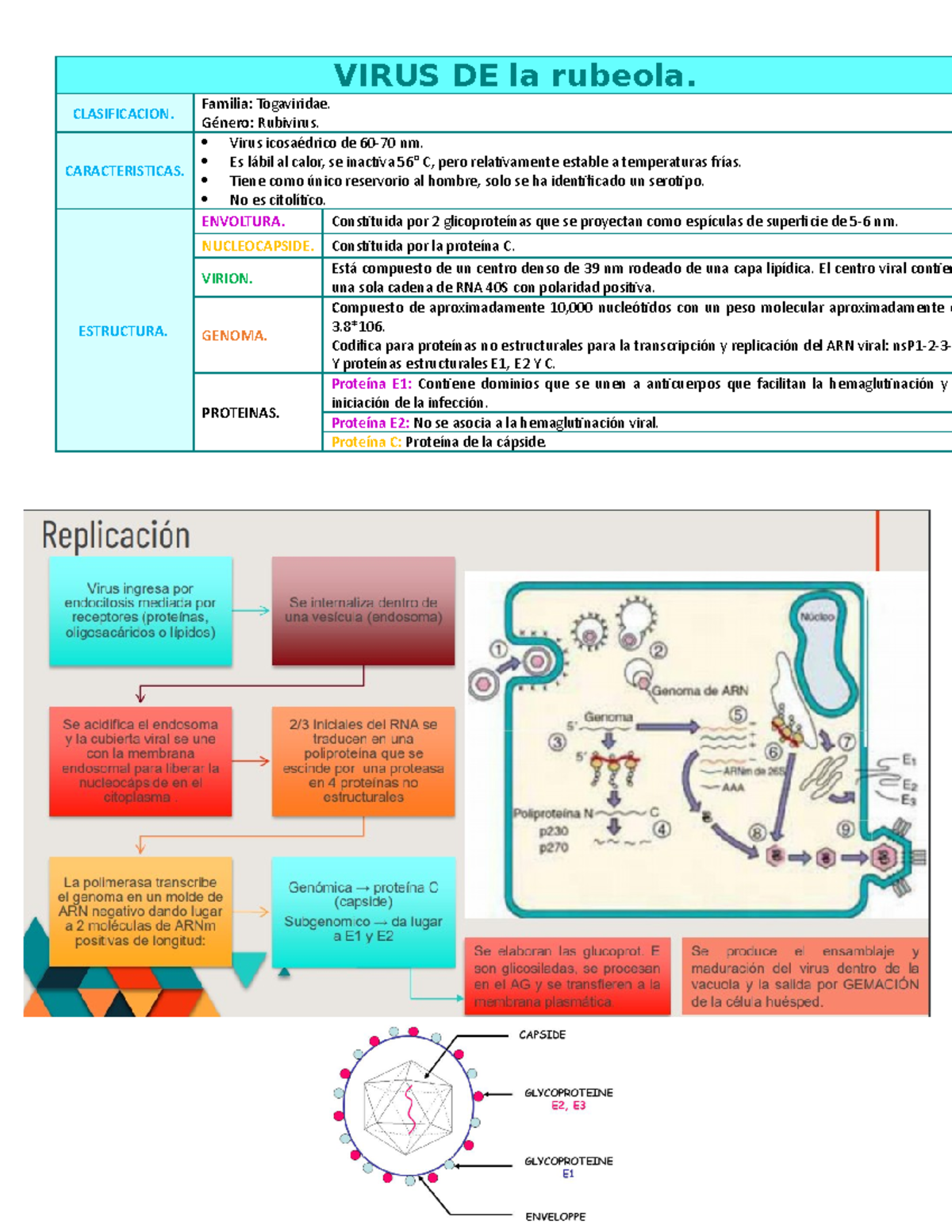 estructura del virus de la rubeola