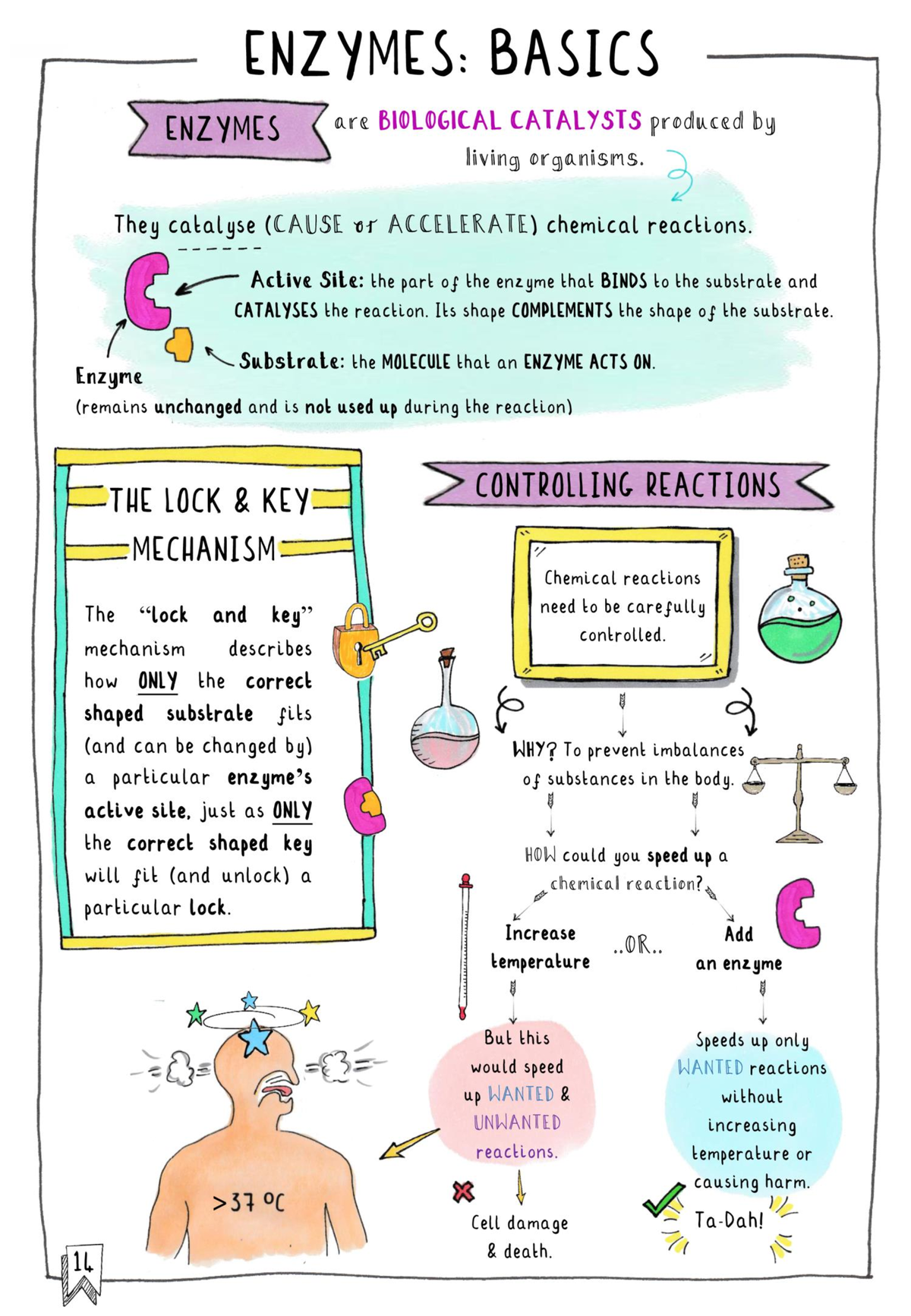 Enzymes(chapter 4) - Enzymes(chapter 4) - BIOL 110 - CCBC - Studocu