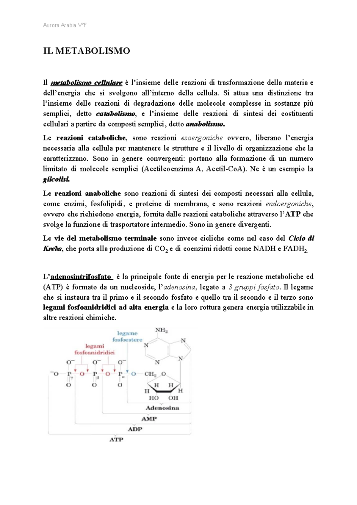 Metabolismo Respirazione CELL. Fotosintesi2 IL METABOLISMO Il