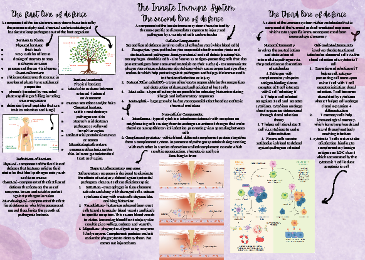 The Innate Immune System - Interferons - type of cytokine, interferons ...